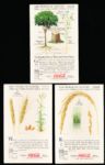 1929-‘33 Coca-Cola “Nature Study Cards” (F213-3) Complete Series #3 “Trees and other Plants Useful to Man” Set of 12 in Original Sleeve!