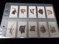 1932 John Player & Sons Player Cigarettes “Wild Animals’ Heads A Series” Complete English Tobacco Set of 50 in Pages
