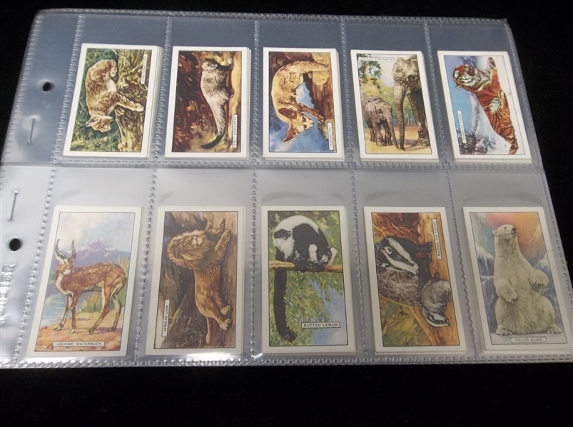 1937 Gallaher Ltd. “Wild Animals” Complete English Set of 48 in Pages