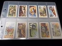 1937 Gallaher Ltd. “Wild Animals” Complete English Set of 48 in Pages