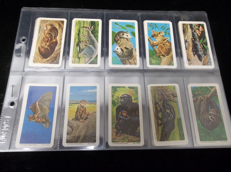 1972 Brooke Bond Tea “Animals and Their Young” Complete Canadian Set of 48 in Pages