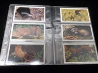 1984 John Player & Sons Grandee “Britain’s Endangered Wildlife” Complete English Set of 32 in Pages